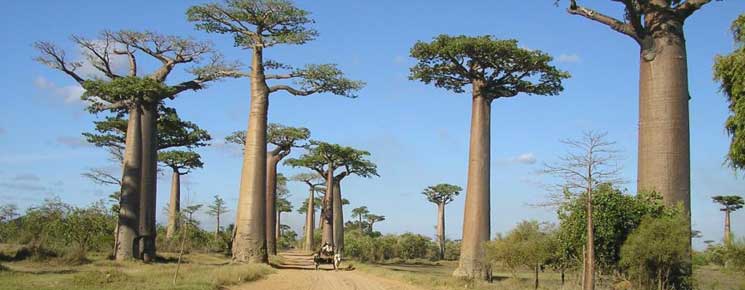 Les circuits individuels et sur mesure à Madagascar