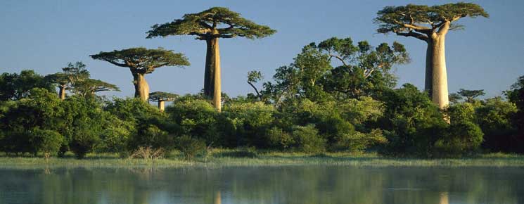 Visiter les parcs nationaux à Madagascar